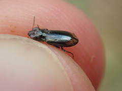 Notiophilus substriatus