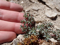 Lomatium rigidum