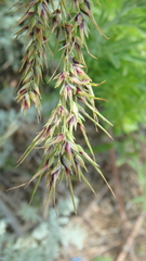 Poa bulbosa vivipara