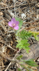 Erodium cicutarium