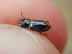 Notiophilus substriatus