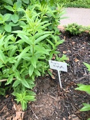 Aloysia citrodora
