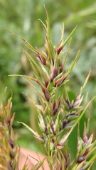 Poa bulbosa vivipara