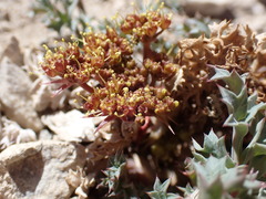 Lomatium rigidum