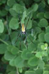 Trichonephila inaurata