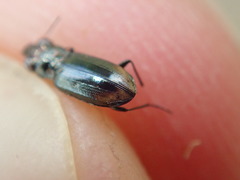 Notiophilus substriatus