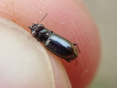 Notiophilus substriatus