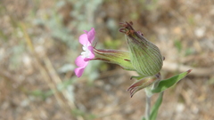 Silene subconica