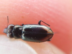 Notiophilus substriatus