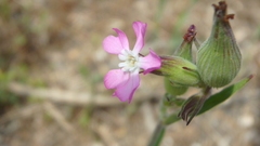 Silene subconica