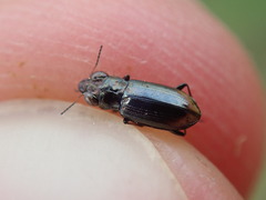 Notiophilus substriatus
