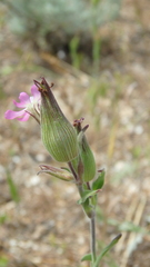 Silene subconica