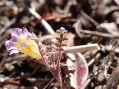 Phacelia bicolor