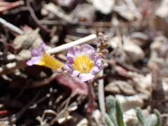 Phacelia bicolor
