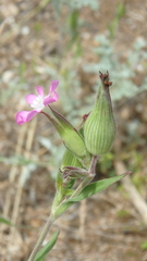 Silene subconica