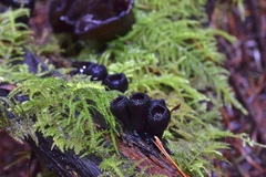 Pseudoplectania melaena