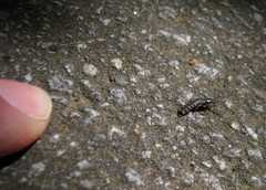 Phosphaenus hemipterus