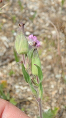 Silene subconica