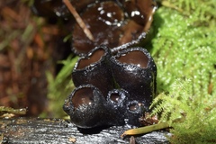 Pseudoplectania melaena