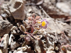 Phacelia bicolor