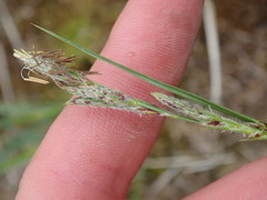 Carex hirta