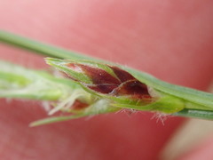 Carex hirta