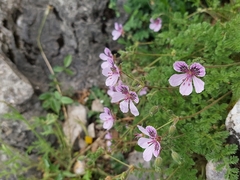 Erodium glandulosum