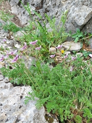 Erodium glandulosum