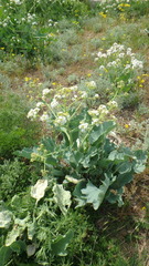Crambe maritima