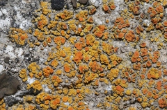 Polycauliona bolacina