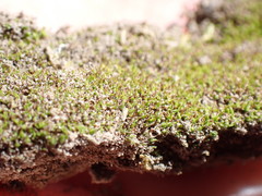 Weissia