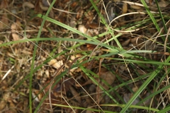 Carex triquetra