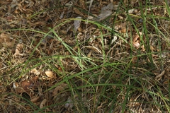 Carex triquetra