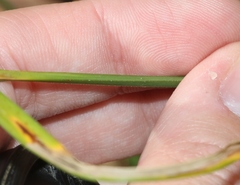 Carex triquetra