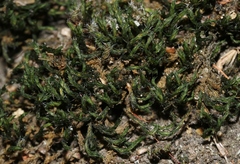 Orthotrichum bolanderi