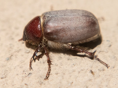 Phyllophaga vetula