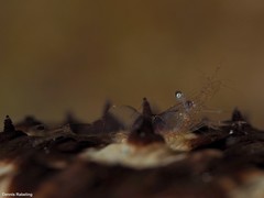 Periclimenes scriptus