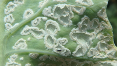 Albugo candida