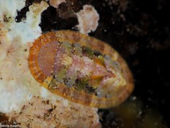 Rhyssoplax canariensis