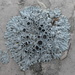 Star Rosette Lichen - Photo (c) Teri, some rights reserved (CC BY-NC), uploaded by Teri