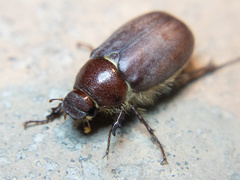 Phyllophaga vetula
