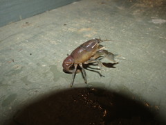 Fallicambarus dissitus