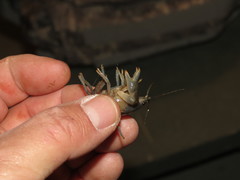Fallicambarus dissitus