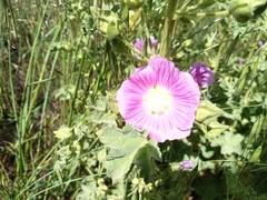 Malva lusitanica