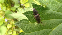 Athous haemorrhoidalis