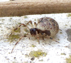 Dipoena melanogaster