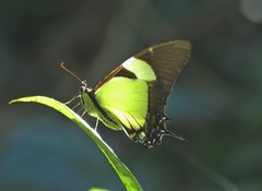 Eurytides callias