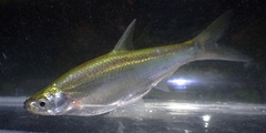 Silver Blade Minnow photo 1
