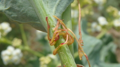 Cuscuta