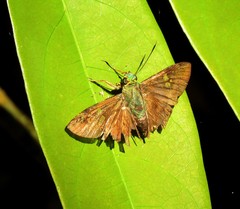 Ectomis auginus
